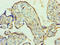 Wnt Family Member 2 antibody, LS-C376997, Lifespan Biosciences, Immunohistochemistry paraffin image 