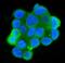 Mannose Phosphate Isomerase antibody, M00175, Boster Biological Technology, Immunofluorescence image 