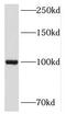 NF-kappa-B-repressing factor antibody, FNab05747, FineTest, Western Blot image 