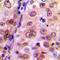 p38 antibody, LS-C358803, Lifespan Biosciences, Immunohistochemistry frozen image 