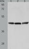 Relaxin-3 receptor 2 antibody, TA321994, Origene, Western Blot image 