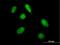 PHD Finger Protein 20 Like 1 antibody, H00051105-B01P, Novus Biologicals, Immunofluorescence image 