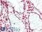 PR domain zinc finger protein 1 antibody, LS-B10615, Lifespan Biosciences, Immunohistochemistry paraffin image 
