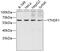 YTH N6-Methyladenosine RNA Binding Protein 1 antibody, 19-969, ProSci, Western Blot image 