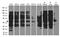 BRISC And BRCA1 A Complex Member 1 antibody, TA890052, Origene, Western Blot image 