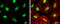 Poly(RC) Binding Protein 2 antibody, GTX114617, GeneTex, Immunofluorescence image 