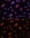 Heparin Binding Growth Factor antibody, GTX54144, GeneTex, Immunofluorescence image 