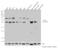 Interferon regulatory factor 2 antibody, 700226, Invitrogen Antibodies, Western Blot image 