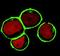 Linker For Activation Of T Cells Family Member 2 antibody, SM3122P, Origene, Immunofluorescence image 
