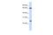 Tripartite Motif Containing 8 antibody, PA5-41641, Invitrogen Antibodies, Western Blot image 