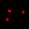 Jun Proto-Oncogene, AP-1 Transcription Factor Subunit antibody, LS-C368396, Lifespan Biosciences, Immunofluorescence image 