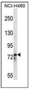 RNA Binding Motif Protein 12 antibody, AP53604PU-N, Origene, Western Blot image 