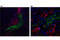 VIP peptides antibody, 63269S, Cell Signaling Technology, Immunofluorescence image 
