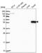 Rho GTPase Activating Protein 27 antibody, NBP2-55668, Novus Biologicals, Western Blot image 
