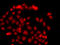 Myeloid Leukemia Factor 1 antibody, LS-C748382, Lifespan Biosciences, Immunofluorescence image 