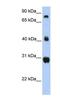 Fibrinogen C Domain Containing 1 antibody, NBP1-91362, Novus Biologicals, Western Blot image 