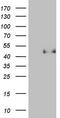 Paraoxonase 3 antibody, TA807353, Origene, Western Blot image 