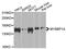 MYB Binding Protein 1a antibody, MBS128910, MyBioSource, Western Blot image 