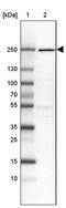 Dedicator of cytokinesis protein 9 antibody, PA5-60560, Invitrogen Antibodies, Western Blot image 