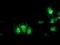 Ganglioside Induced Differentiation Associated Protein 1 Like 1 antibody, TA503152, Origene, Immunofluorescence image 