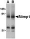 PR domain zinc finger protein 1 antibody, LS-C19658, Lifespan Biosciences, Western Blot image 