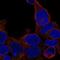 Zinc Finger Protein 747 antibody, NBP2-56030, Novus Biologicals, Immunofluorescence image 