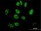 ETS Transcription Factor ELK4 antibody, H00002005-B01P, Novus Biologicals, Immunocytochemistry image 