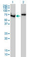 X-Ray Repair Cross Complementing 6 antibody, LS-B5387, Lifespan Biosciences, Western Blot image 