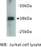 Zinc finger protein 42 homolog antibody, MBS355187, MyBioSource, Western Blot image 