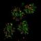 FA Complementation Group D2 antibody, PA5-22704, Invitrogen Antibodies, Immunofluorescence image 