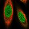 PR domain zinc finger protein 14 antibody, HPA057070, Atlas Antibodies, Immunocytochemistry image 