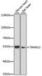 Tubulointerstitial Nephritis Antigen Like 1 antibody, 14-802, ProSci, Western Blot image 