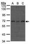 Cell division cycle protein 16 homolog antibody, GTX102905, GeneTex, Western Blot image 