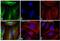 Mouse IgG (H+L) antibody, A-11029, Invitrogen Antibodies, Immunofluorescence image 