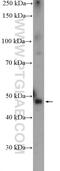 Prostaglandin E2 receptor EP3 subtype antibody, 24761-1-AP, Proteintech Group, Western Blot image 