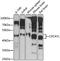 HR1 antibody, LS-C750441, Lifespan Biosciences, Western Blot image 