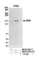 SMAP antibody, NB100-79781, Novus Biologicals, Western Blot image 