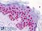 Histone Cluster 4 H4 antibody, LS-B5032, Lifespan Biosciences, Immunohistochemistry paraffin image 
