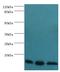 Elongin B antibody, MBS1497891, MyBioSource, Western Blot image 