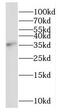 Mortality factor 4-like protein 1 antibody, FNab05273, FineTest, Western Blot image 