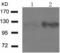 Histone deacetylase 5 antibody, TA323443, Origene, Western Blot image 