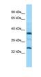 Chromosome 7 Open Reading Frame 61 antibody, orb325909, Biorbyt, Western Blot image 