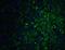 PR/SET Domain 16 antibody, NBP1-71992, Novus Biologicals, Immunofluorescence image 