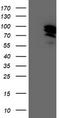 General Transcription Factor IIF Subunit 1 antibody, TA503380S, Origene, Western Blot image 