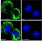 Neutrophil cytosol factor 1 antibody, NBP2-26113, Novus Biologicals, Immunofluorescence image 