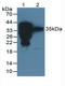 Surfactant Protein A2 antibody, LS-C374750, Lifespan Biosciences, Western Blot image 