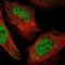 Round Spermatid Basic Protein 1 antibody, NBP2-48936, Novus Biologicals, Immunocytochemistry image 