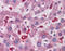 Single Ig And TIR Domain Containing antibody, 26-436, ProSci, Immunohistochemistry frozen image 