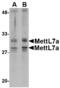 Methyltransferase Like 7A antibody, LS-B3857, Lifespan Biosciences, Western Blot image 