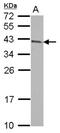 Armadillo Repeat Containing 1 antibody, NBP2-15467, Novus Biologicals, Western Blot image 